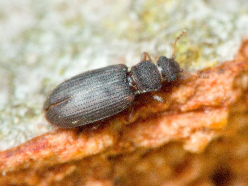 Enicmus brevicornis (Mannerheim, 1844)